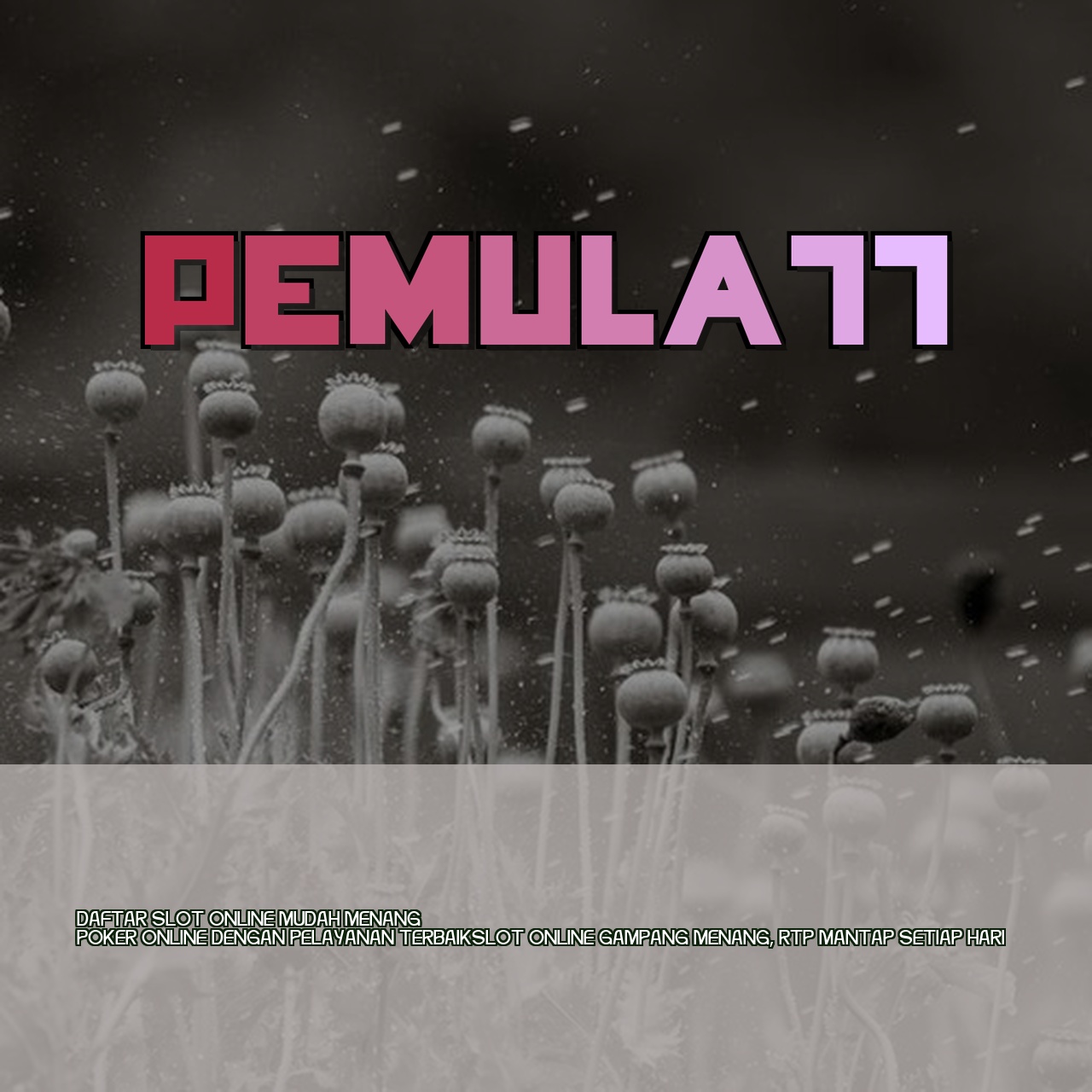PEMULA77